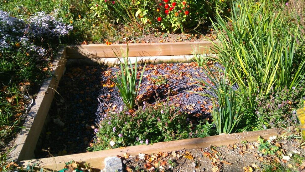 Zone d'infiltrationC'est la zone de rejet des eaux traitées par le système d'assainissement. Les plantes, gourmandes en eaux, consomment une partie des eaux de sortie du système.